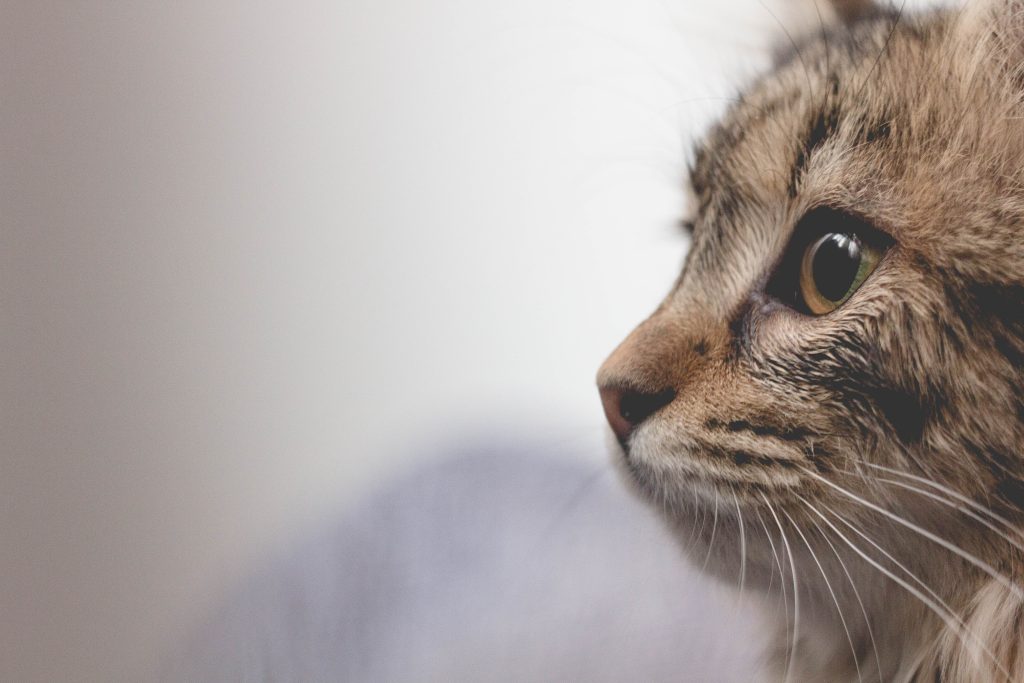 Muso di un gatto