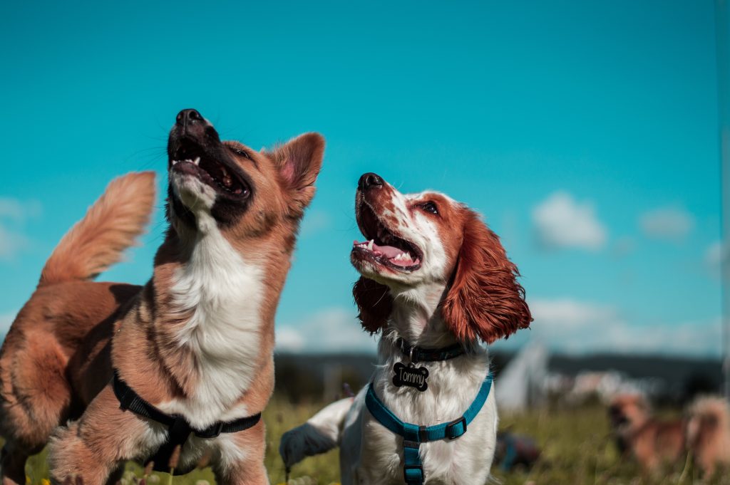 Cani abbaiano all'aria aperta