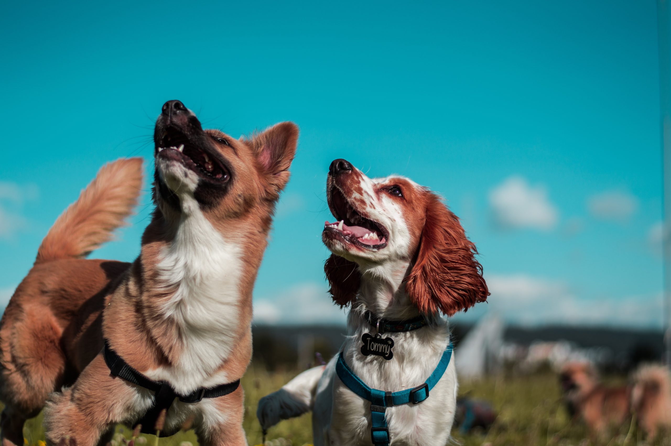 Cani abbaiano all'aria aperta