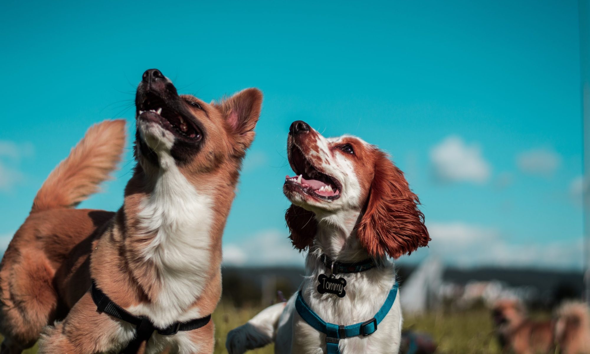 Cani abbaiano all'aria aperta